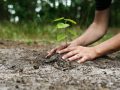 Beneficios de plantar árboles