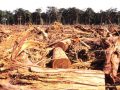 Definición de deforestación