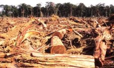 Definición de deforestación