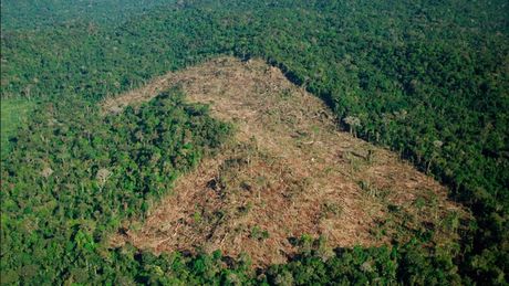 Degradación de los bosques