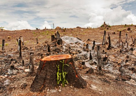 Efectos de la deforestación