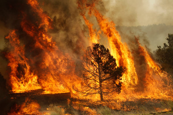 Details 48 tala y quema de árboles consecuencias