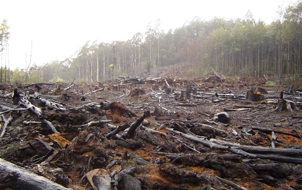 Deforestación y cambio climático