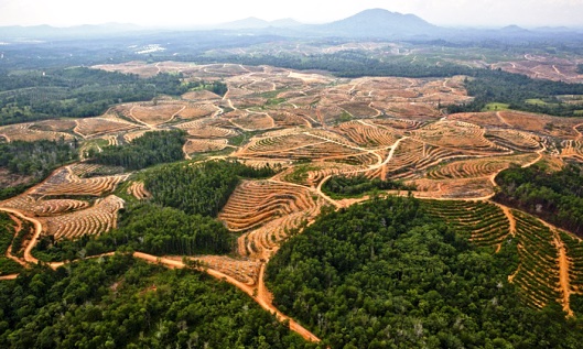 Imágenes de la deforestación