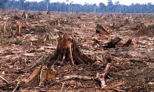 Imágenes de la deforestación
