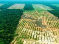 ¿Qué es la deforestación agrícola?