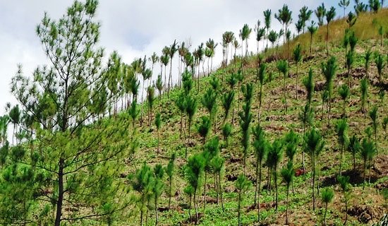 ¿Qué es la reforestación?