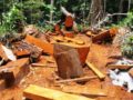 ¿Qué puede ocasionar la tala de árboles para obtener madera?