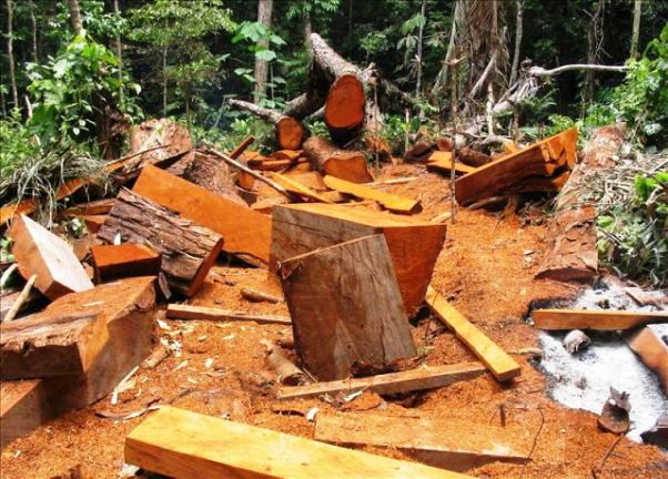 ¿Qué puede ocasionar la tala de árboles para obtener madera? 
