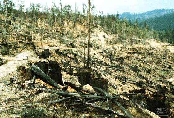Recursos naturales afectados por la deforestación