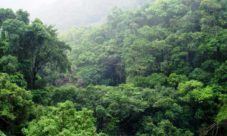Tipos de bosques y sus características